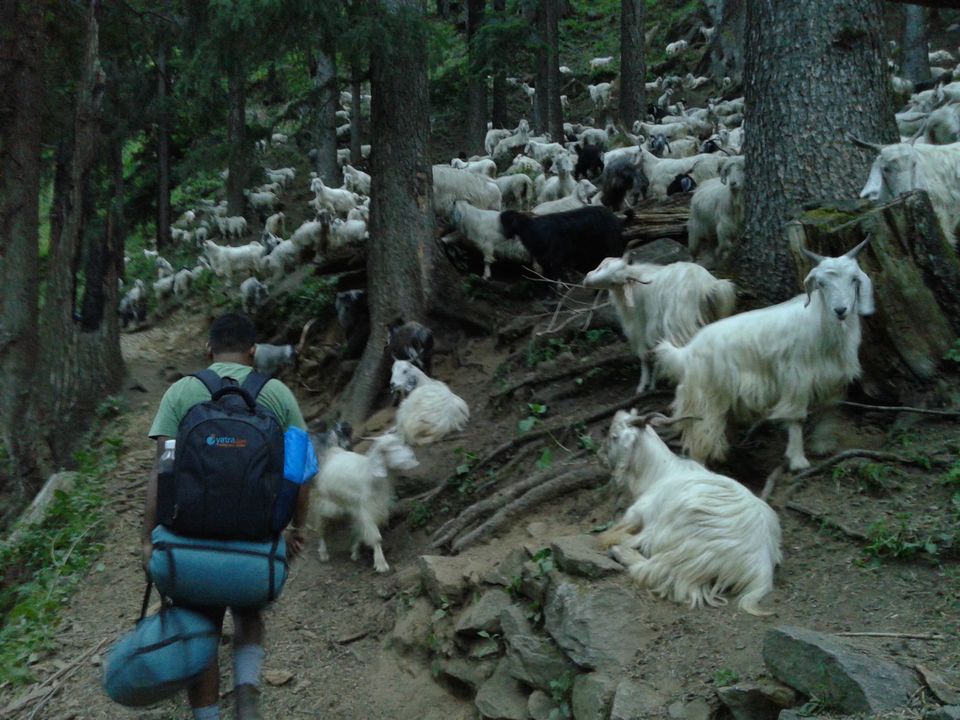 Photo of Glassy eyes Kasol 4/7 by Manash Mahanta