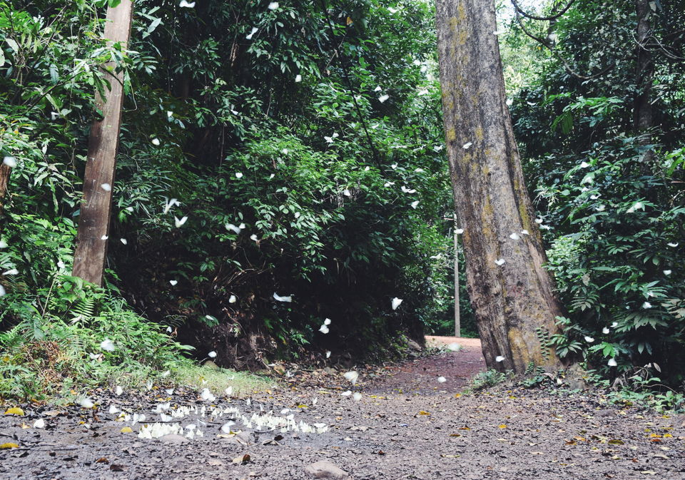 Photo of Lost In The Forest With No Network: Exploring Yana Caves by Nishma Khetia