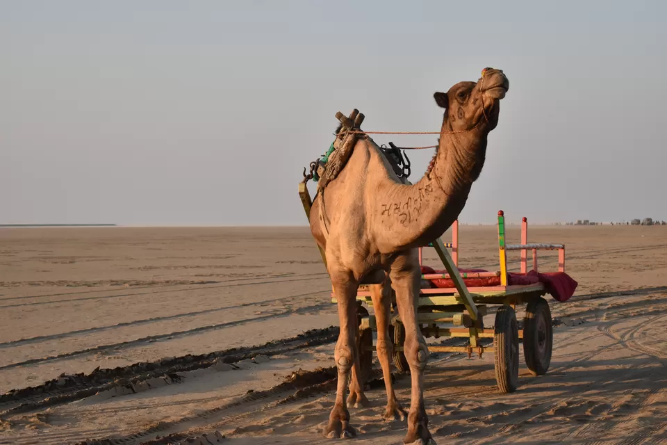 Photo of Rann Utsav-The Tent City, Welcome Lounge, Railway Area, Bhuj, Gujarat, India by Rahul Goyal