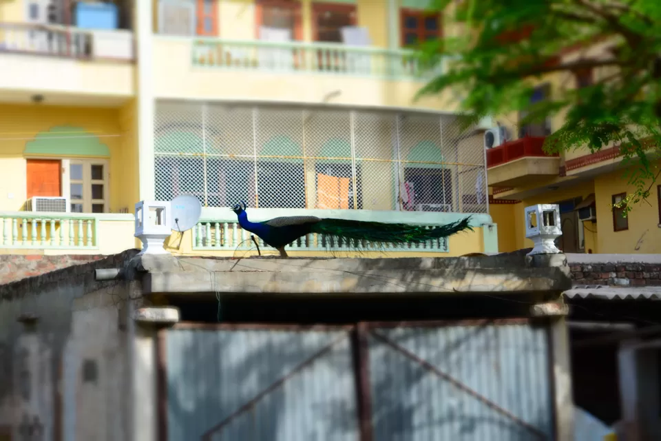 Photo of Anuraag Villa, Jaipur, Rajasthan, India by Mehvish Asif