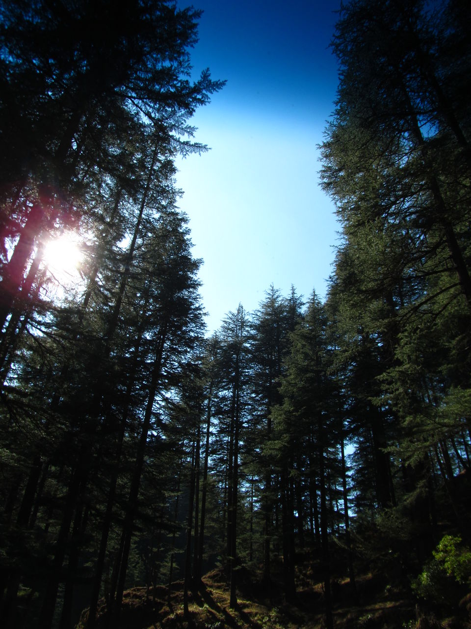 Photo of Binsar: The Unexplored Hills 19/19 by Mehvish Asif