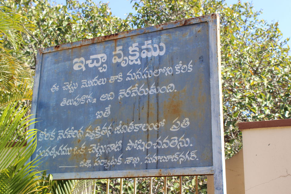 Photo of Pillala Marri (Banyan Tree) – 800 years and counting! 3/18 by Jagadeesh Aarya