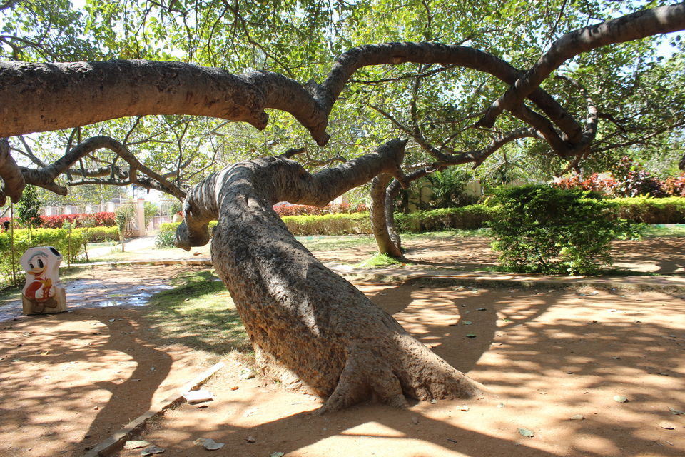 Photo of Pillala Marri (Banyan Tree) – 800 years and counting! 4/18 by Jagadeesh Aarya