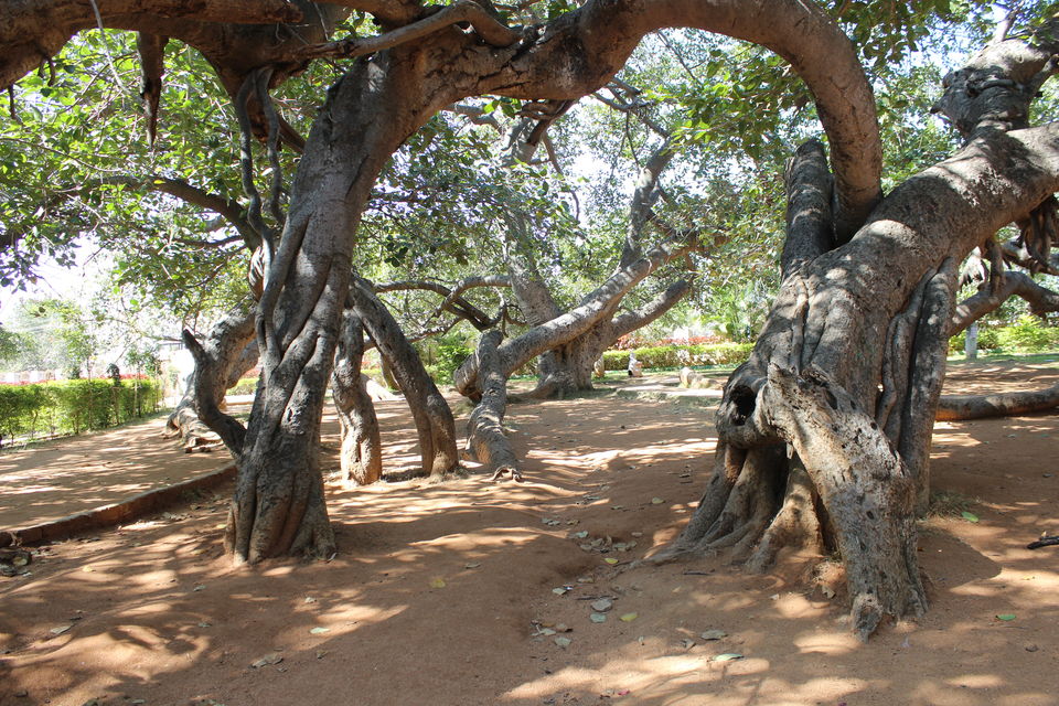 Photo of Pillala Marri (Banyan Tree) – 800 years and counting! 5/18 by Jagadeesh Aarya