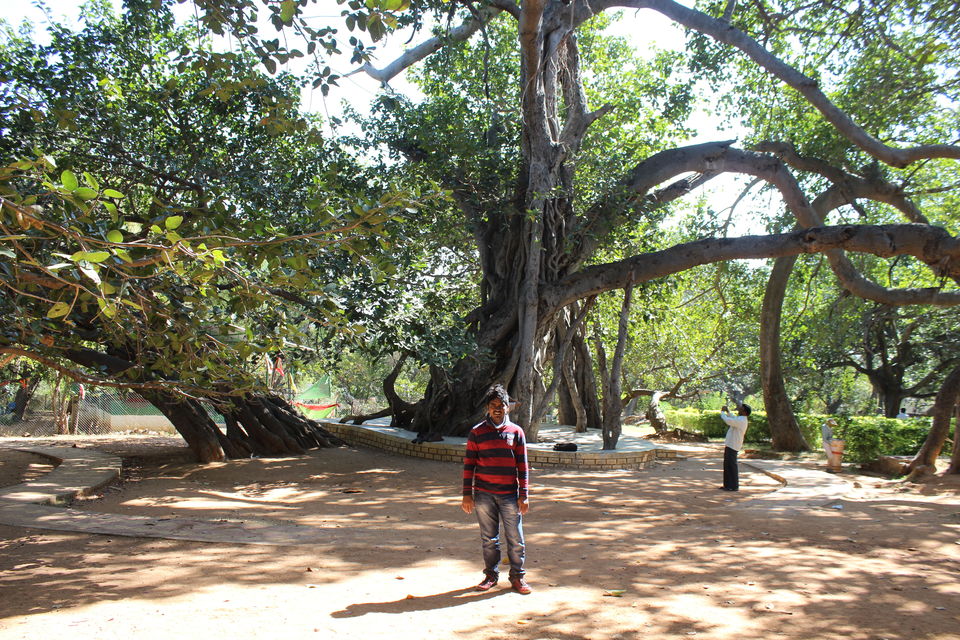 Photo of Pillala Marri (Banyan Tree) – 800 years and counting! 6/18 by Jagadeesh Aarya