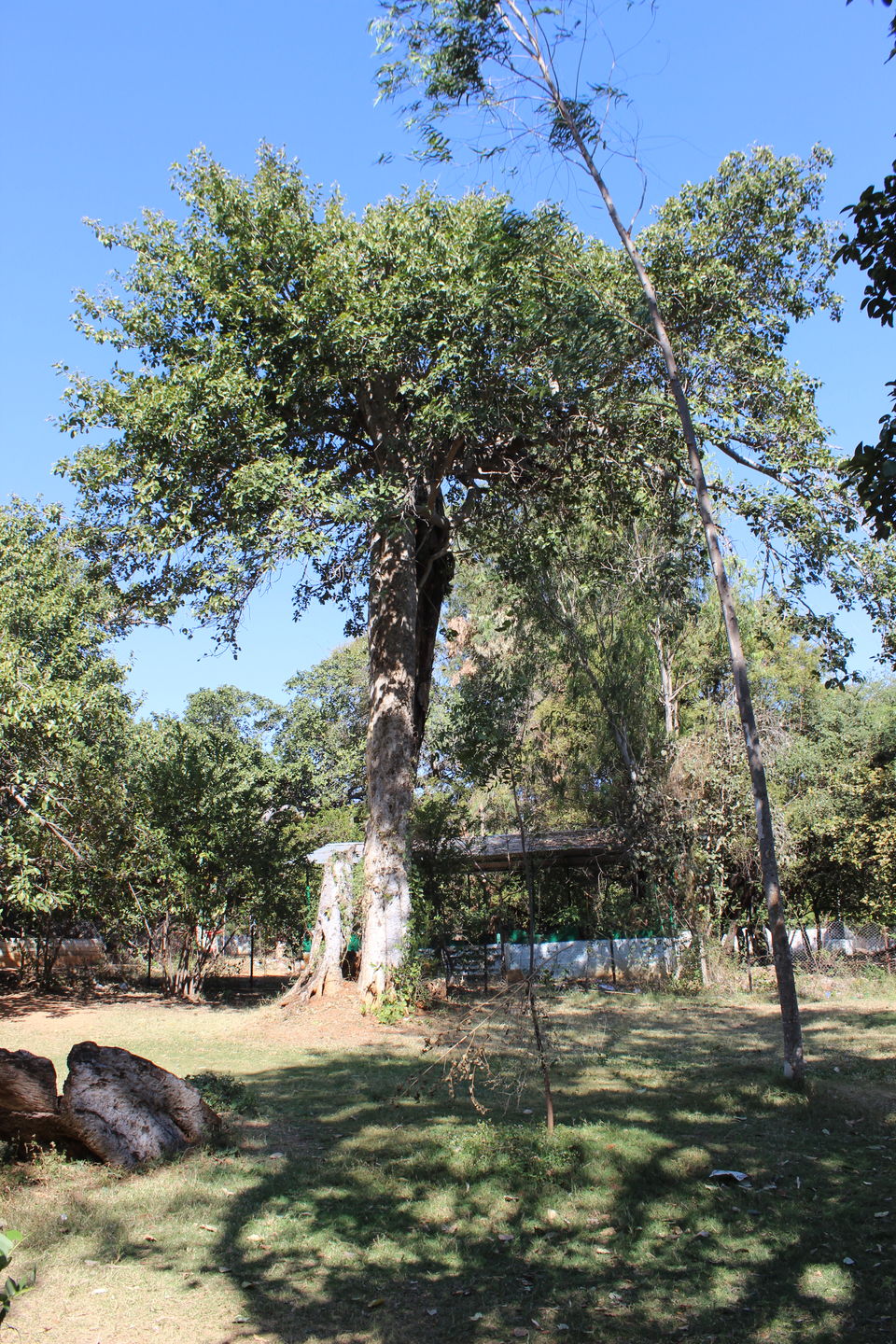 Photo of Pillala Marri (Banyan Tree) – 800 years and counting! 7/18 by Jagadeesh Aarya