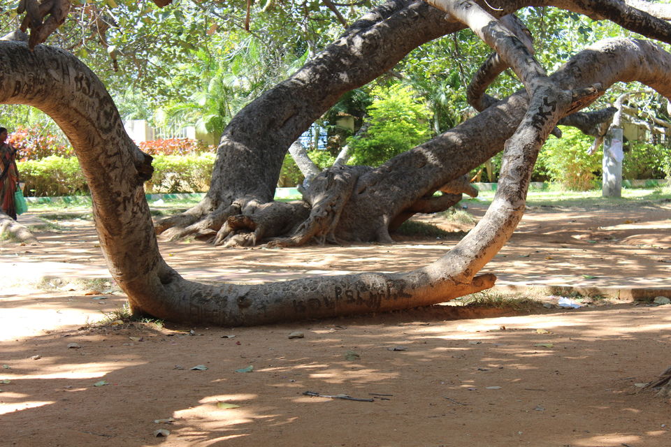 Photo of Pillala Marri (Banyan Tree) – 800 years and counting! 13/18 by Jagadeesh Aarya