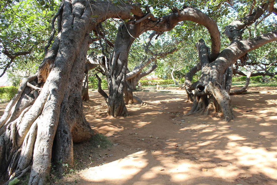 Photo of Pillala Marri (Banyan Tree) – 800 years and counting! 15/18 by Jagadeesh Aarya