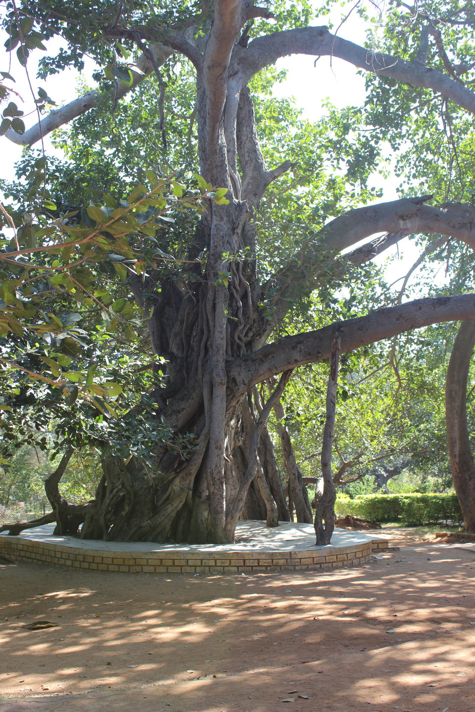Photo of Pillala Marri (Banyan Tree) – 800 years and counting! 16/18 by Jagadeesh Aarya