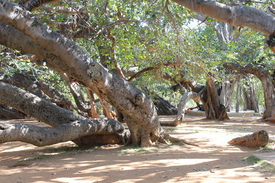 Photo of Pillala Marri (Banyan Tree) – 800 years and counting! 18/18 by Jagadeesh Aarya