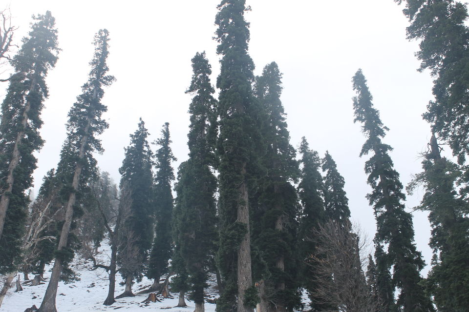 Photo of Sonmarg- The mesmerising Thajiwas Glacier 2/19 by Swetha Rajagopal Anand