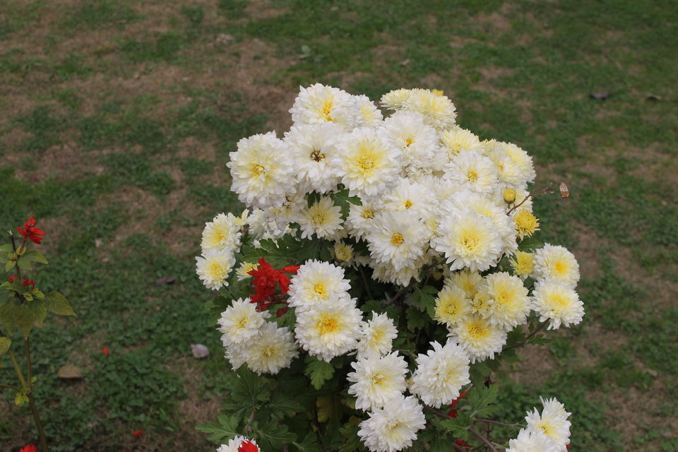 Photo of Srinagar – The City That Stole My Heart 2/12 by Swetha Rajagopal Anand