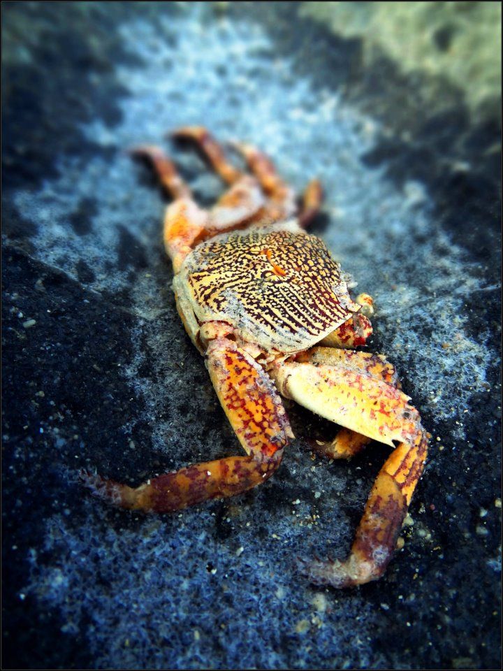 Photo of Amazing Andaman 13/24 by Debarshi