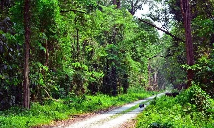 Photo of Chilapata Forest by Travelling with us