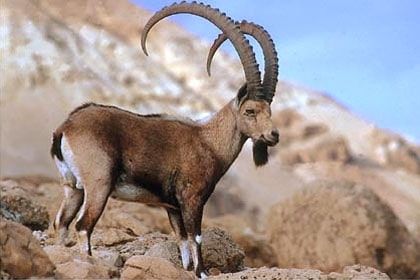 Photo of Wildlife of Ladakh: by Travelling with us