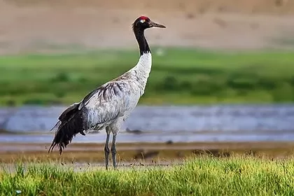 Photo of Wildlife of Ladakh: by Travelling with us 