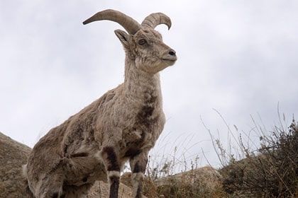 Photo of Wildlife of Ladakh: by Travelling with us