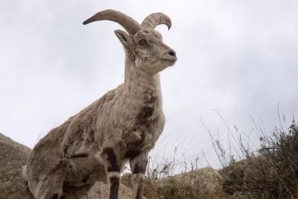 Photo of Wildlife of Ladakh: by Travelling with us 