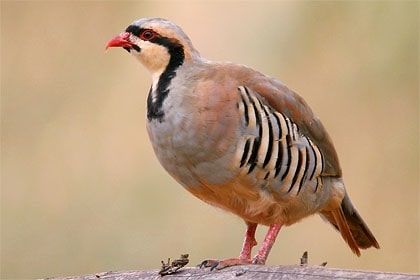 Photo of Wildlife of Ladakh: by Travelling with us