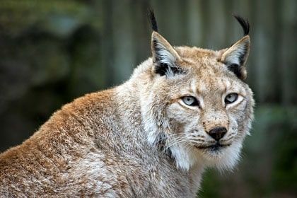 Photo of Wildlife of Ladakh: by Travelling with us