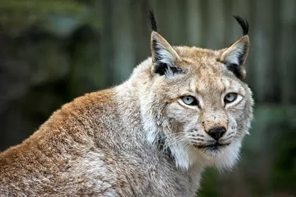 Photo of Wildlife of Ladakh: by Travelling with us 