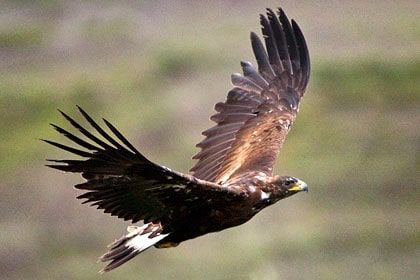 Photo of Wildlife of Ladakh: by Travelling with us