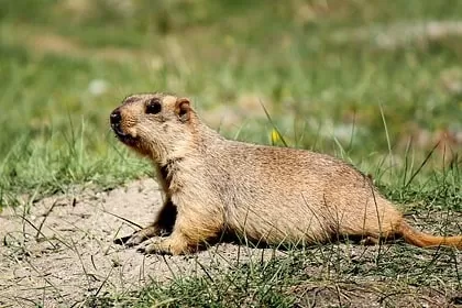 Photo of Wildlife of Ladakh: by Travelling with us 