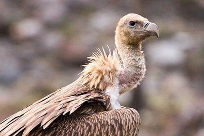 Photo of Wildlife of Ladakh: by Travelling with us