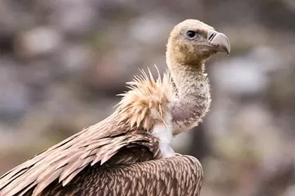 Photo of Wildlife of Ladakh: by Travelling with us 