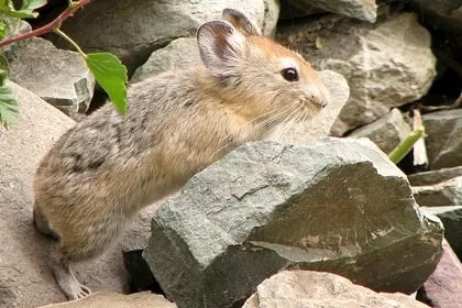 Photo of Wildlife of Ladakh: by Travelling with us 