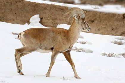 Photo of Wildlife of Ladakh: by Travelling with us