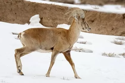 Photo of Wildlife of Ladakh: by Travelling with us 