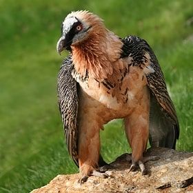 Photo of Wildlife of Ladakh: by Travelling with us