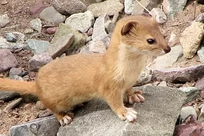 Photo of Wildlife of Ladakh: by Travelling with us 