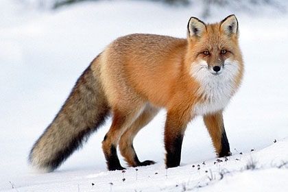 Photo of Wildlife of Ladakh: by Travelling with us