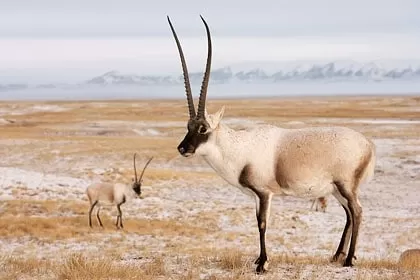 Photo of Wildlife of Ladakh: by Travelling with us 