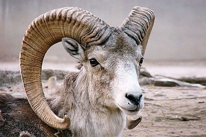 Photo of Wildlife of Ladakh: by Travelling with us