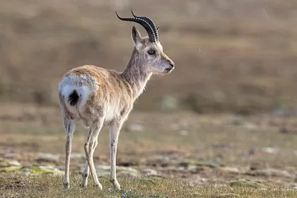 Photo of Wildlife of Ladakh: by Travelling with us 