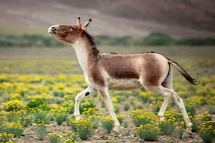 Photo of Wildlife of Ladakh: by Travelling with us 