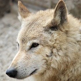Photo of Wildlife of Ladakh: by Travelling with us