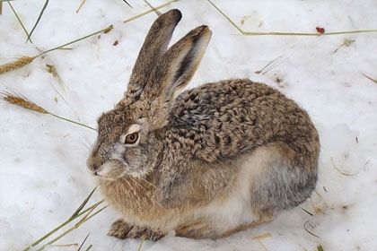 Photo of Wildlife of Ladakh: by Travelling with us