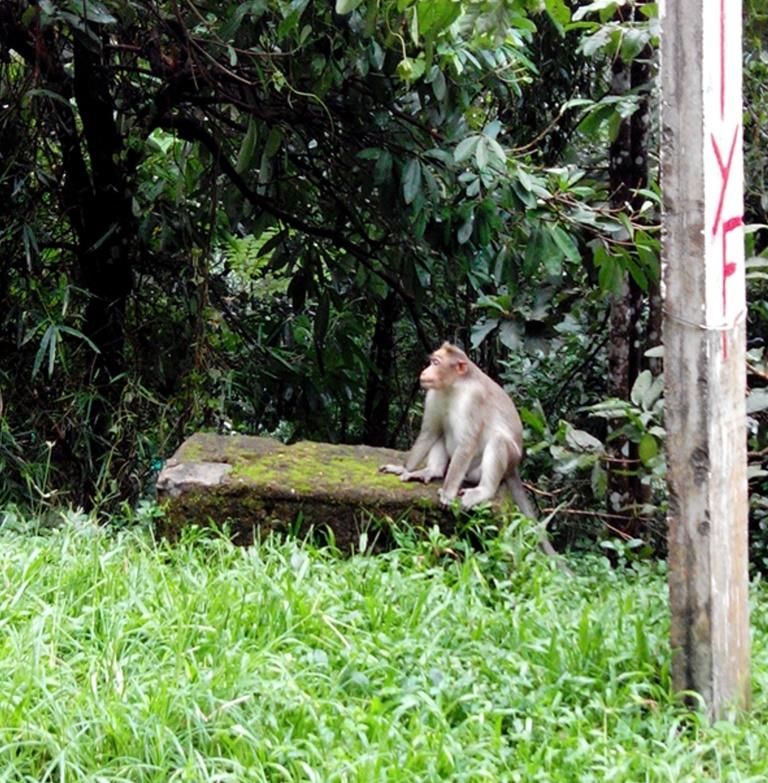 Photo of Quaint and serene Athirapilly and Allepy 20/23 by Gayatri