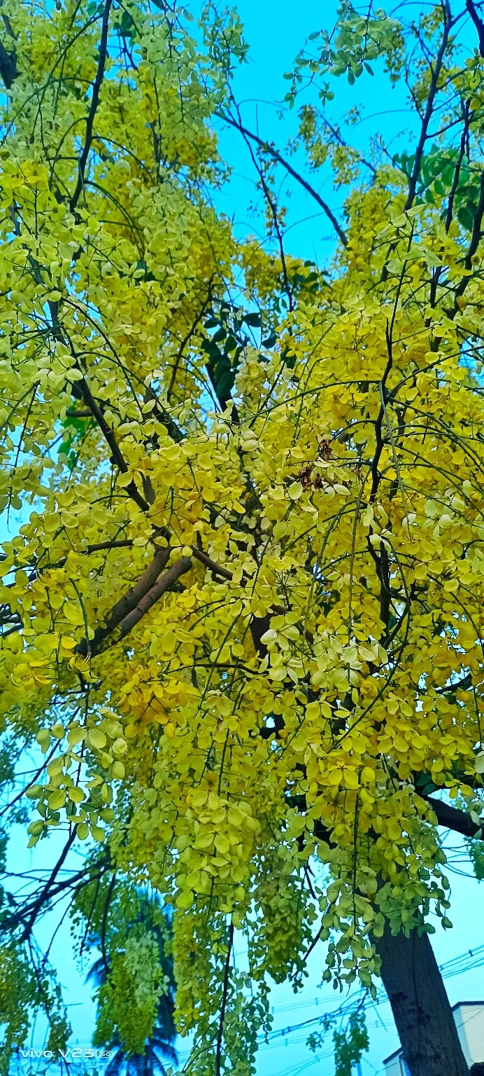 Photo of Trichy by Shinu Andissery