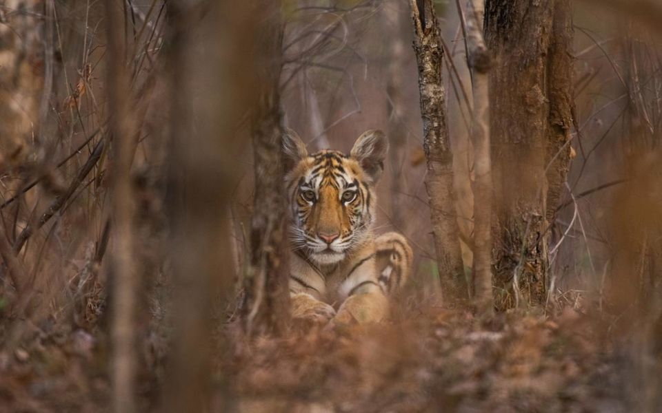 Photo of Madhya Pradesh - The Wild Heart of India by Madhya Pradesh Tourism