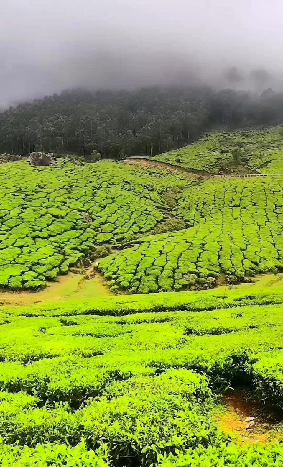 Photo of Munnar - A Paradise in South India by Pramod Alavandi