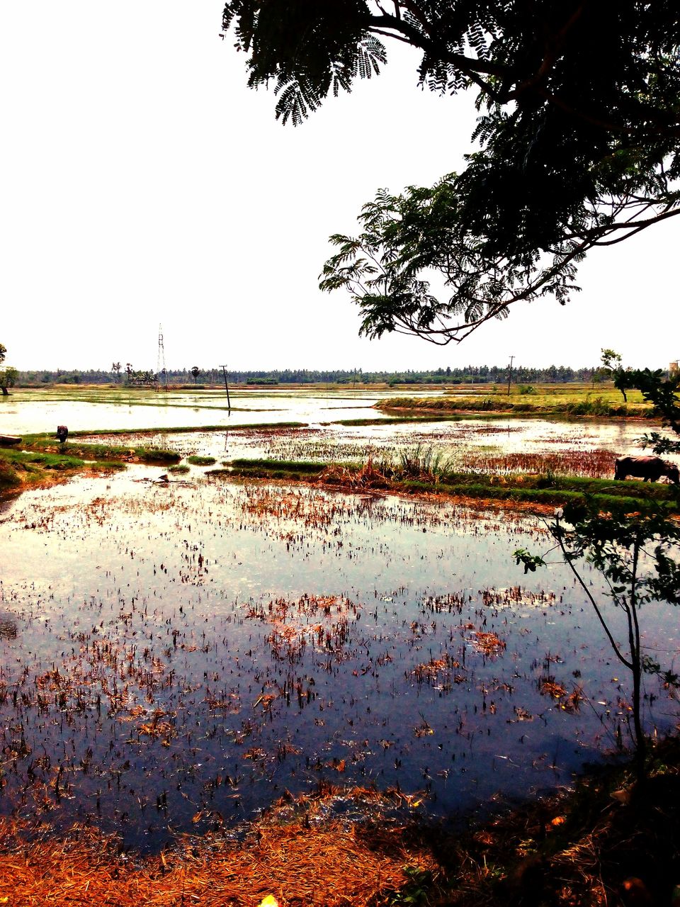 Photo of Can we call this route the ‘Golden Quadrilateral’ of south? 137/151 by Debashish Baidya