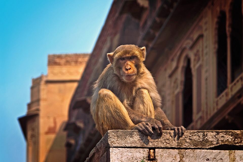 Photo of Vrindavan | Spirituality of the Heart by Debashish Baidya