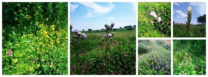 Photo of Wishtrack goes Kaas Plateau of Flowers via Satara, Kaas, Bamnoli, Tapola, Mahabaleshwar, Panchgani a by Sandeep yadav