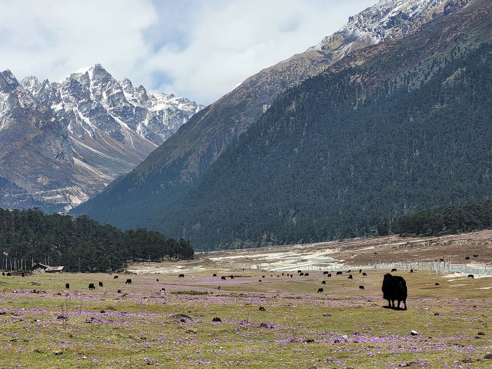 Photo of Awe-inspiring Sikkim 15/20 by Purabi Chowdhury