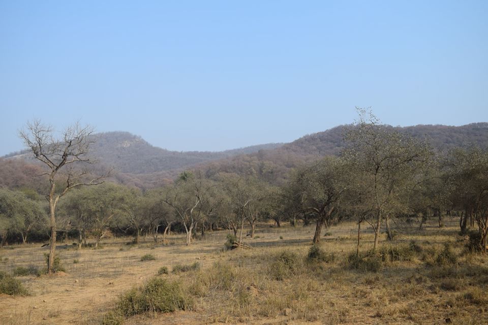 Photo of Sariska Tiger Reserve Booking Office, Sirska, Rajasthan, India by Yeh Bhi India